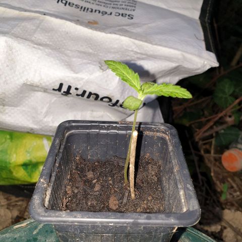 Crystal M.E.T.H. 1 growlog timeline photo
