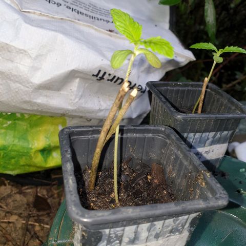 Génétique inconnue growlog timeline photo