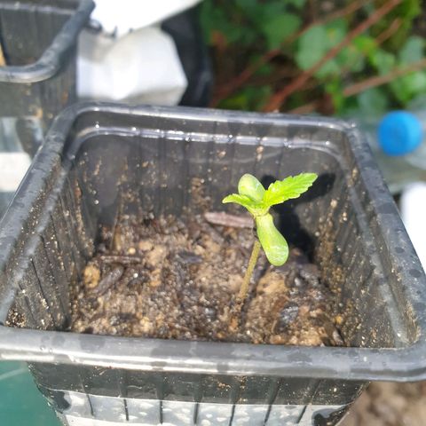 Crystal M.E.T.H. 2 growlog timeline photo