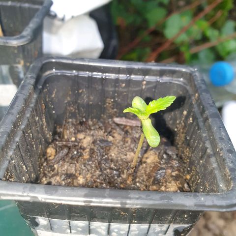 Crystal M.E.T.H. 2 growlog timeline photo