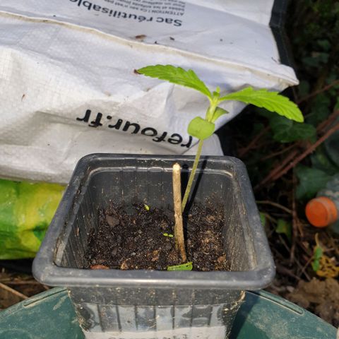 Crystal M.E.T.H. 1 growlog timeline photo