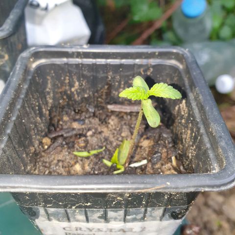 Crystal M.E.T.H. 2 growlog timeline photo