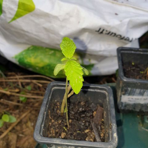 Génétique inconnue growlog timeline photo