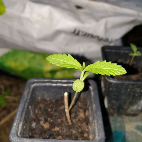 Crystal M.E.T.H. 1 growlog timeline photo