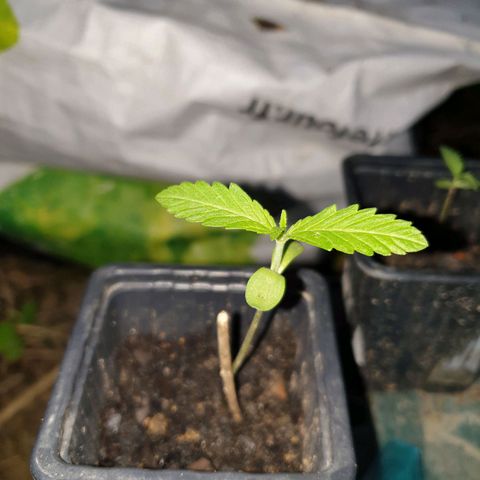 Crystal M.E.T.H. 1 growlog timeline photo