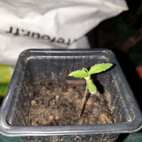 Crystal M.E.T.H. 2 growlog timeline photo