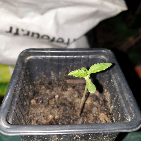 Crystal M.E.T.H. 2 growlog timeline photo