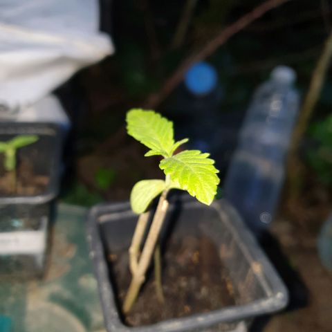 Génétique inconnue growlog timeline photo