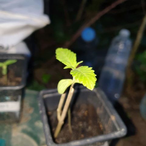Génétique inconnue growlog timeline photo