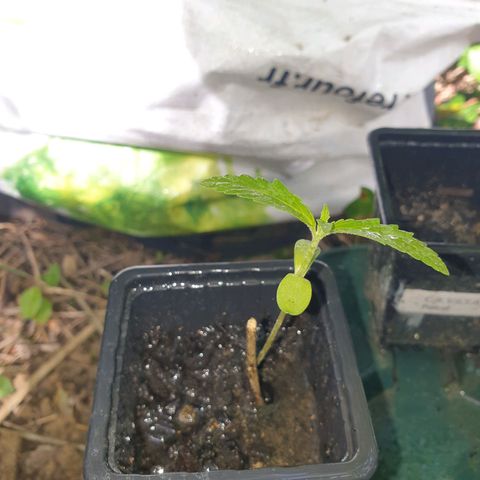 Crystal M.E.T.H. 1 growlog timeline photo