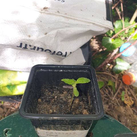 Crystal M.E.T.H. 2 growlog timeline photo