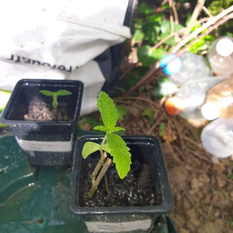 Génétique inconnue growlog timeline photo