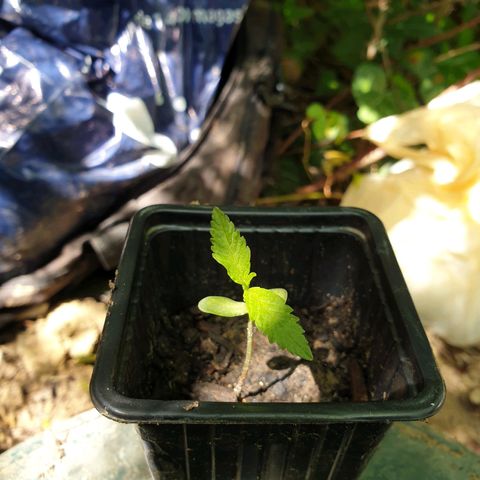 Crystal M.E.T.H. 2 growlog timeline photo