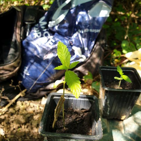 Génétique inconnue growlog timeline photo