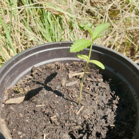 Crystal M.E.T.H. 1 growlog timeline photo