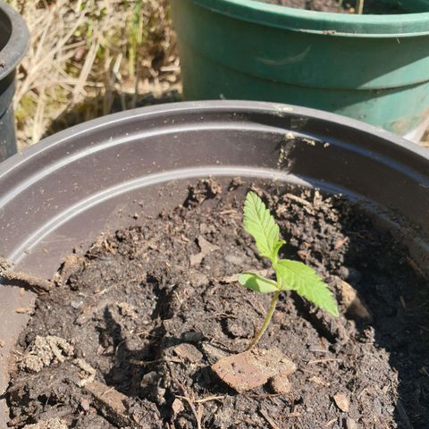 Crystal M.E.T.H. 2 growlog timeline photo