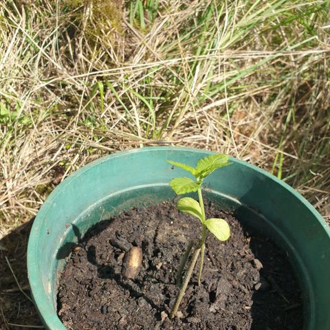 Génétique inconnue growlog timeline photo