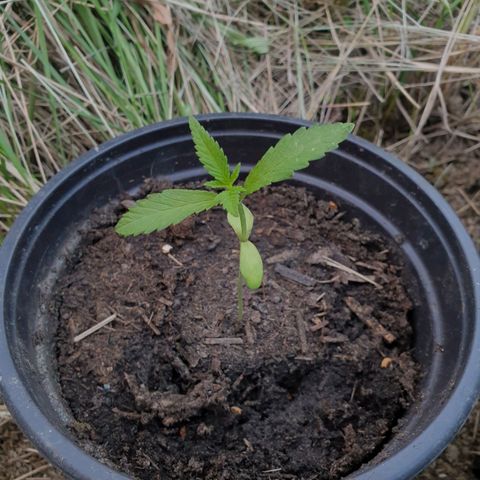 Crystal M.E.T.H. 1 growlog timeline photo