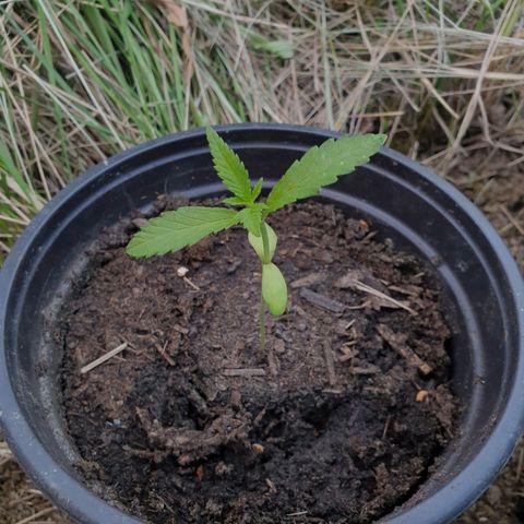 Crystal M.E.T.H. 1 growlog timeline photo