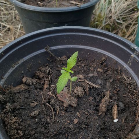 Crystal M.E.T.H. 2 growlog timeline photo