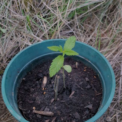 Génétique inconnue growlog timeline photo