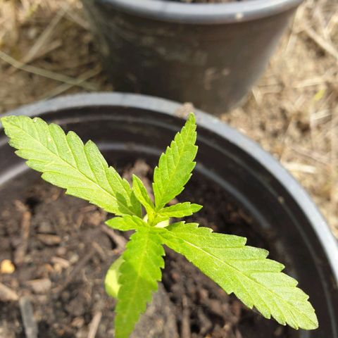 Crystal M.E.T.H. 1 growlog timeline photo