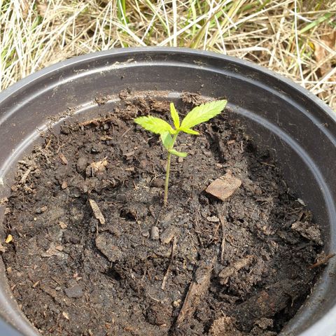 Crystal M.E.T.H. 2 growlog timeline photo