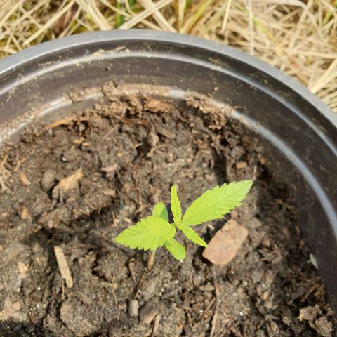 Crystal M.E.T.H. 2 growlog timeline photo