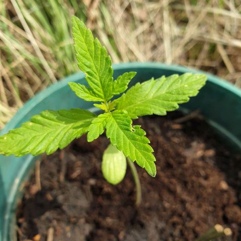 Génétique inconnue growlog timeline photo