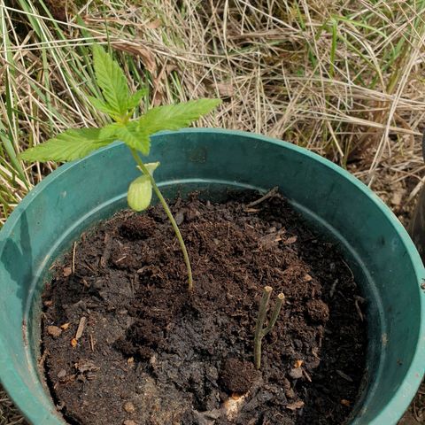 Génétique inconnue growlog timeline photo