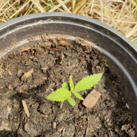Crystal M.E.T.H. 2 growlog timeline photo