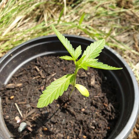 Crystal M.E.T.H. 1 growlog timeline photo