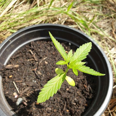 Crystal M.E.T.H. 1 growlog timeline photo
