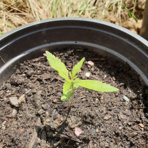 Crystal M.E.T.H. 2 growlog timeline photo