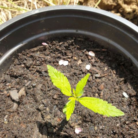 Crystal M.E.T.H. 2 growlog timeline photo