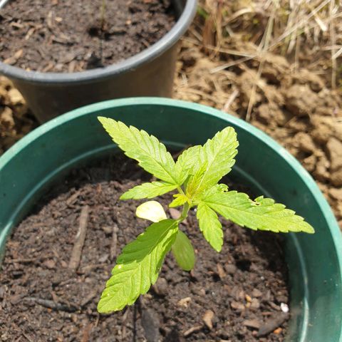 Génétique inconnue growlog timeline photo