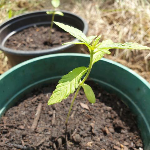 Génétique inconnue growlog timeline photo