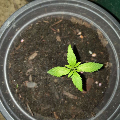 Crystal M.E.T.H. 2 growlog timeline photo