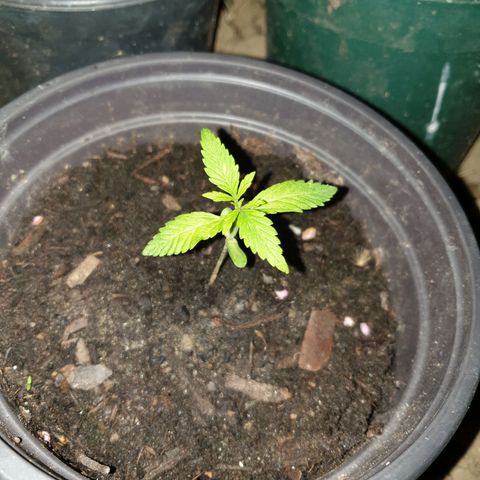 Crystal M.E.T.H. 2 growlog timeline photo