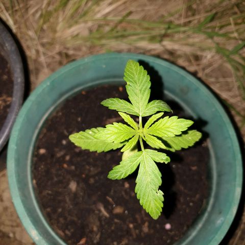 Génétique inconnue growlog timeline photo