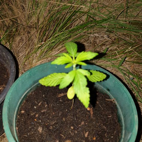 Génétique inconnue growlog timeline photo