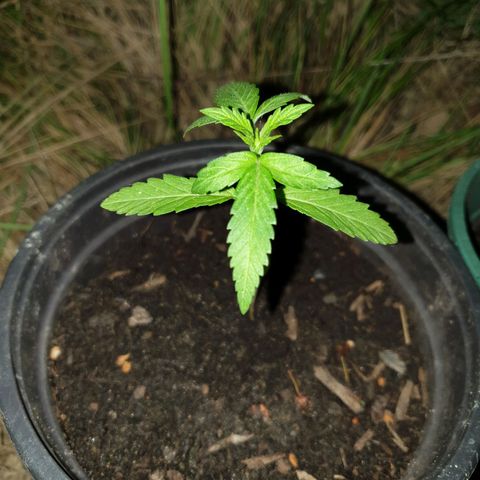 Crystal M.E.T.H. 1 growlog timeline photo
