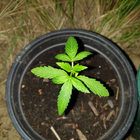 Crystal M.E.T.H. 1 growlog timeline photo