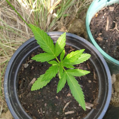 Crystal M.E.T.H. 1 growlog timeline photo