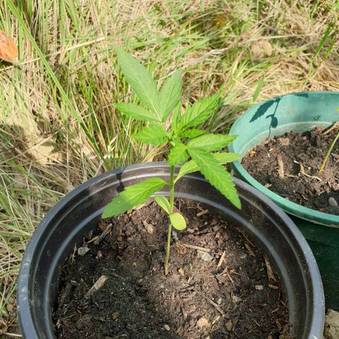 Crystal M.E.T.H. 1 growlog timeline photo