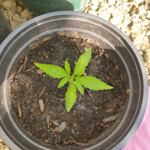Crystal M.E.T.H. 2 growlog timeline photo