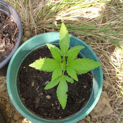 Génétique inconnue growlog timeline photo