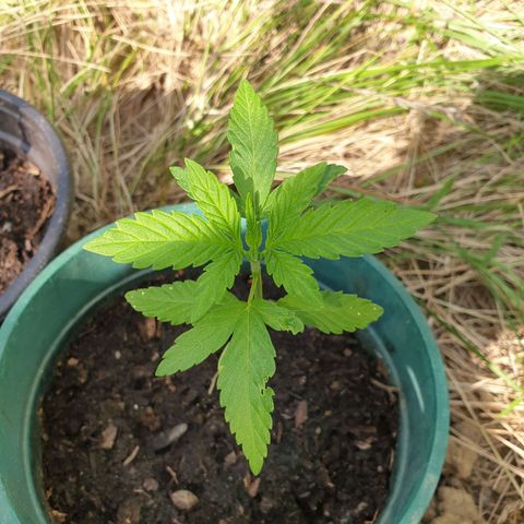 Génétique inconnue growlog timeline photo