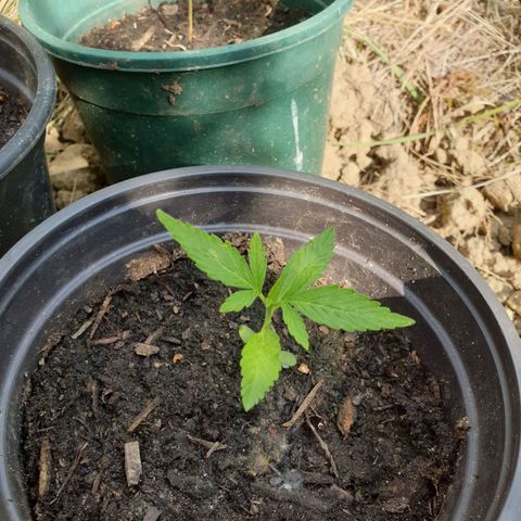 Crystal M.E.T.H. 2 growlog timeline photo