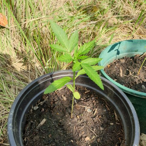 Crystal M.E.T.H. 1 growlog timeline photo